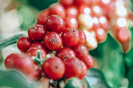 Columbia Tiramisu Cake 1kg - Cafea de specialitate DROPSHOT [3]