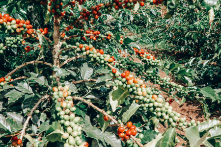 Columbia Tiramisu Cake 1kg - Cafea de specialitate DROPSHOT [4]