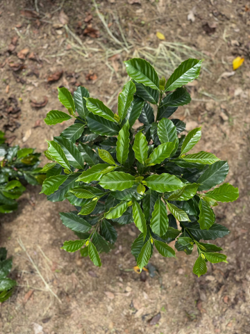 Columbia Yellow Clouds 1kg - Cafea de specialitate DROPSHOT [5]