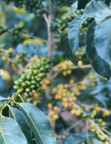 Columbia Yellow Clouds 1kg - Cafea de specialitate DROPSHOT [8]