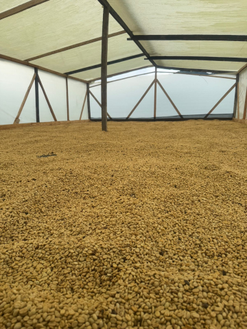 Columbia Yellow Clouds 250g - Cafea de specialitate DROPSHOT [8]