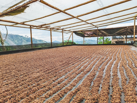 Columbia Peach Geisha Los Patios 1kg - Cafea de specialitate DROPSHOT [4]