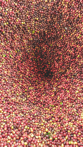 Columbia Peach Geisha Los Patios 1kg - Cafea de specialitate DROPSHOT [2]