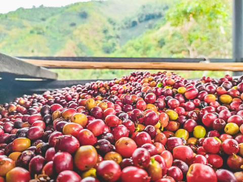 Columbia Peach Geisha Los Patios 1kg - Cafea de specialitate DROPSHOT [3]