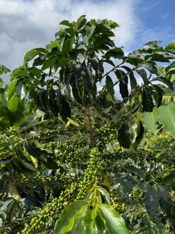 Columbia Yellow Clouds 500g - Cafea de specialitate DROPSHOT [8]