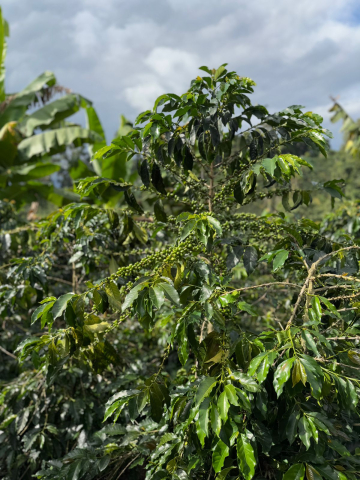 Columbia Yellow Clouds 500g - Cafea de specialitate DROPSHOT [9]