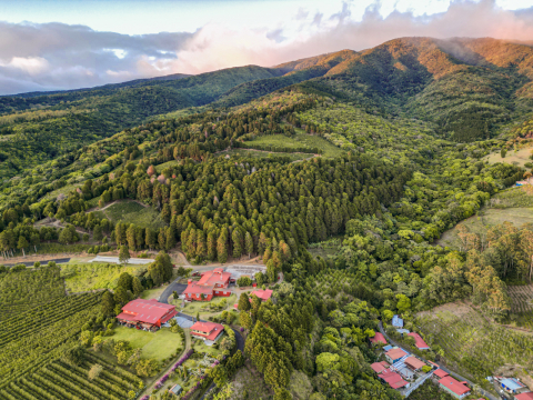 Costa Rica Geisha Red Honey Alejo Castro 250g - Cafea de specialitate DROPSHOT [4]