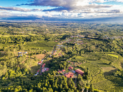 Costa Rica Geisha Red Honey Alejo Castro 250g - Cafea de specialitate DROPSHOT [5]