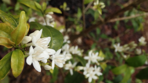 Columbia Pink Bourbon Inmaculada 500g - Cafea de specialitate DROPSHOT [2]