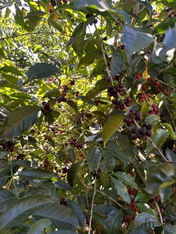 Costa Rica La Abeja 500g - Cafea de specialitate DROPSHOT [8]