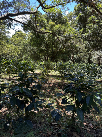 Costa Rica La Abeja 500g - Cafea de specialitate DROPSHOT [10]