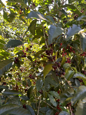 Costa Rica La Abeja 500g - Cafea de specialitate DROPSHOT [9]