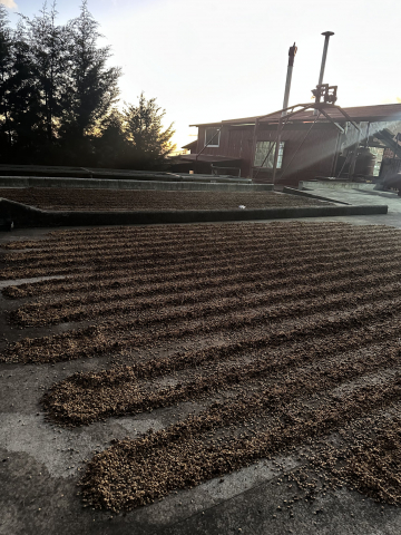 Costa Rica La Abeja 500g - Cafea de specialitate DROPSHOT [6]