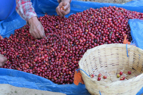 El Salvador Finca San Francisco 250g - Cafea de specialitate DROPSHOT [6]