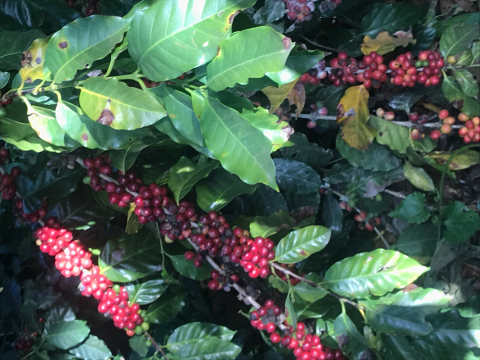 El Salvador Finca San Francisco 1kg - Cafea de specialitate DROPSHOT [3]