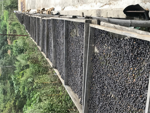 El Salvador Finca San Francisco 250g - Cafea de specialitate DROPSHOT [11]