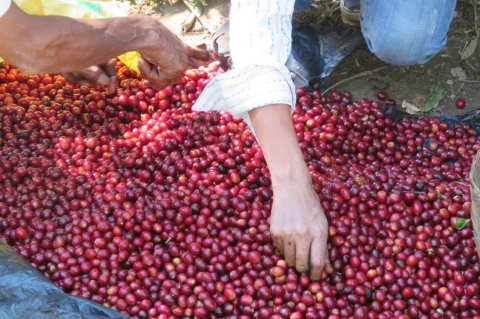 El Salvador Finca San Francisco 250g - Cafea de specialitate DROPSHOT [8]