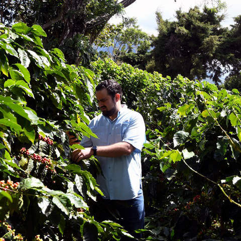 Data prajirii: 07.04.2026 El Salvador Finca San Francisco 250g - Cafea de specialitate DROPSHOT [3]