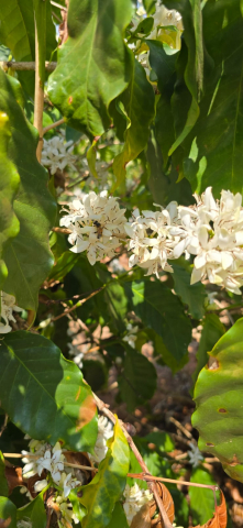 Brazilia Fazenda Guariroba Topazio 1kg - Cafea de specialitate DROPSHOT [2]