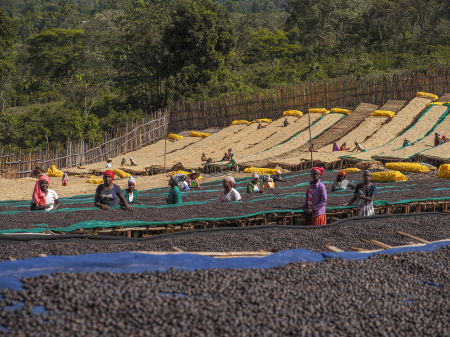 Etiopia Natural Anasora Degfa 1kg - Cafea de specialitate DROPSHOT [4]