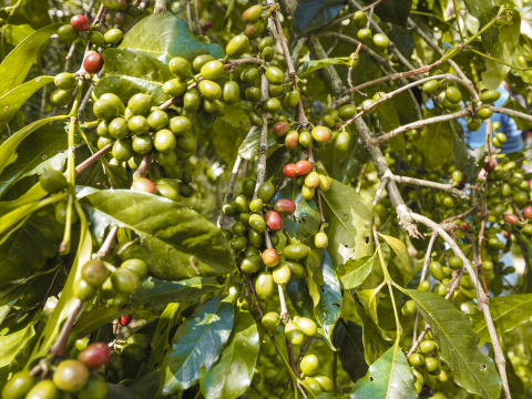 Etiopia Anasora Degfa Washed 250g - Cafea de specialitate DROPSHOT [6]