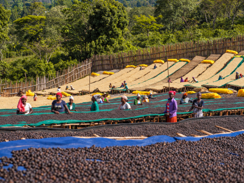 Etiopia Anasora Washed 250g - Cafea de specialitate DROPSHOT [3]