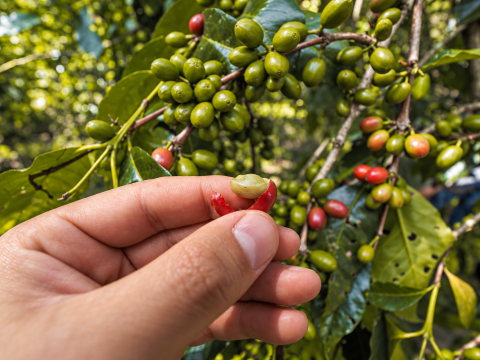 Etiopia Anasora Washed 250g - Cafea de specialitate DROPSHOT [5]