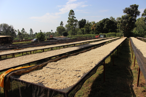Kenya Kagumo Natural 250g - Cafea de specialitate DROPSHOT [4]