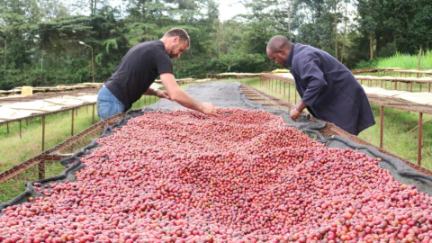 Kenya Thageini Ab Washed 250g - Cafea de specialitate DROPSHOT [2]