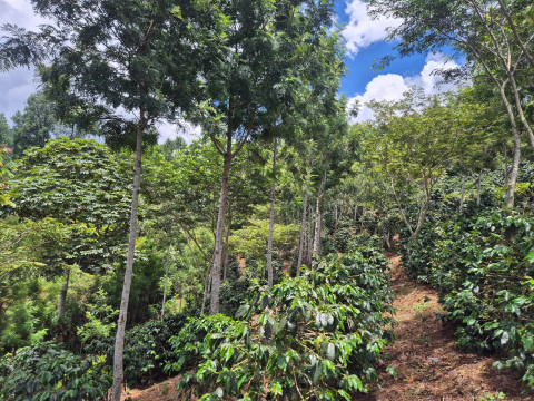 Honduras Mario Mejia 250g - Cafea de specialitate DROPSHOT [3]