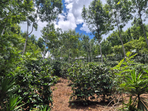 Honduras Mario Mejia 250g - Cafea de specialitate DROPSHOT [5]