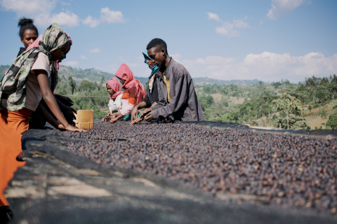 Data prajirii:30.04.2026 Etiopia Rumudamo Anaerobic Washed 200g - Cafea de specialitate DROPSHOT [1]