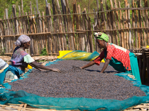 Etiopia Guji Shakiso 250g - Cafea de specialitate DROPSHOT [3]