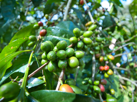 Etiopia Hambella Degfa 1kg - Cafea de specialitate DROPSHOT [4]