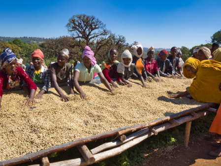 Data prajirii:07.07.2026 Etiopia Hambella Degfa 250g - Cafea de specialitate DROPSHOT [4]