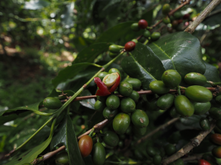 Data prajirii:07.07.2026 Etiopia Hambella Degfa 250g - Cafea de specialitate DROPSHOT [6]