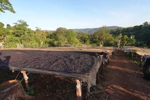 Etiopia Keramo Daye Bensa 500g - Cafea de specialitate DROPSHOT [5]