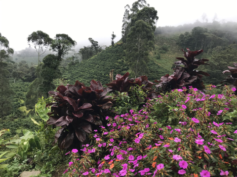 Nicaragua Mama Mina 1kg- Cafea de specialitate DROPSHOT - Copie [1]