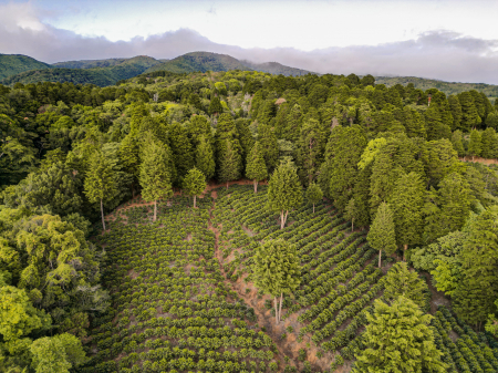 Costa Rica Volcancito Alejo Castro 500g - Cafea de specialitate DROPSHOT [8]