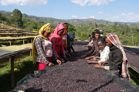 Data prajirii:13.08.2026 Etiopia Rumudamo Washed 250g - Cafea de specialitate DROPSHOT [2]