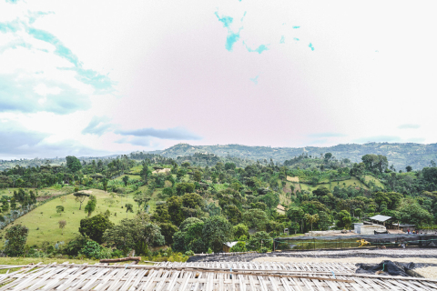 Etiopia Rumudamo Washed 250g - Cafea de specialitate DROPSHOT [5]