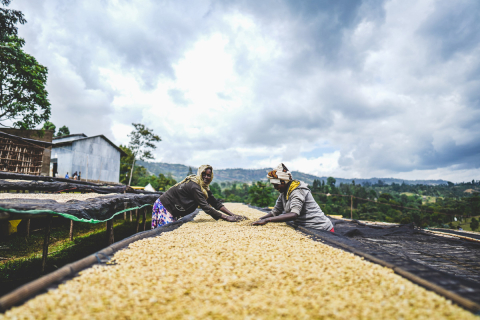 Etiopia Rumudamo Washed 250g - Cafea de specialitate DROPSHOT [4]