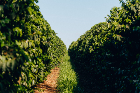 Brazilia Flor De Jasmin 500g - Cafea de specialitate DROPSHOT [2]