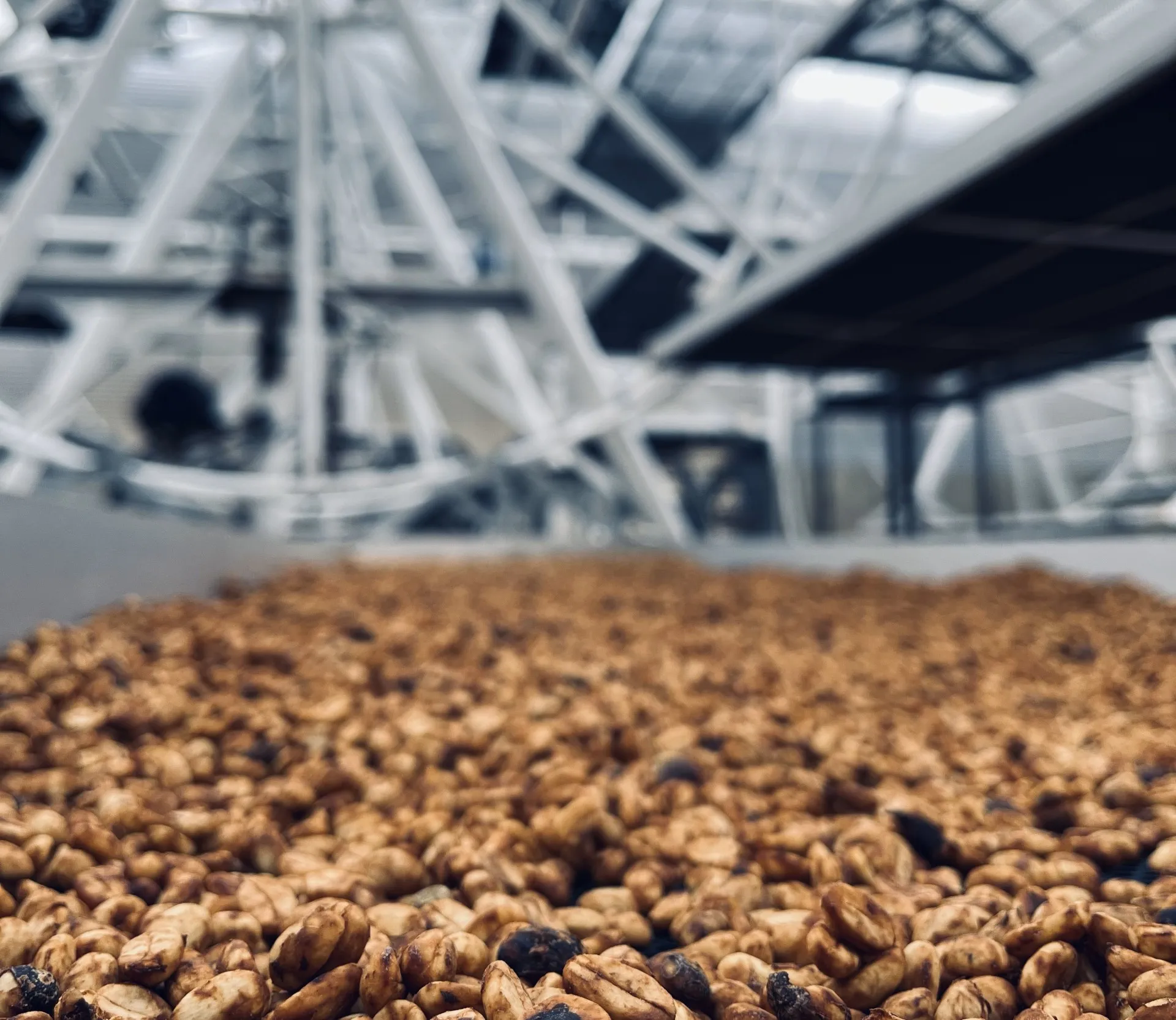 Columbia Geisha Inmaculada 1kg - Cafea de specialitate DROPSHOT [2]