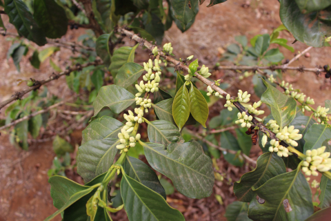 Kenya Tegu Nectarosa - 250g - Cafea de specialitate DROPSHOT [3]