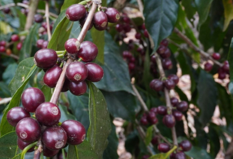 Guatemala La Colina Geisha 500g - Cafea de specialitate DROPSHOT [5]
