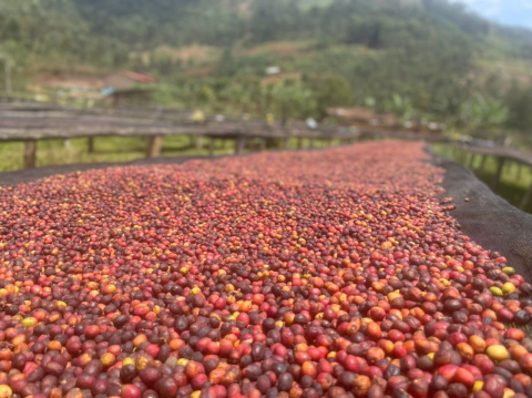 Rwanda Kinini Women 250g - Cafea de specialitate DROPSHOT [4]