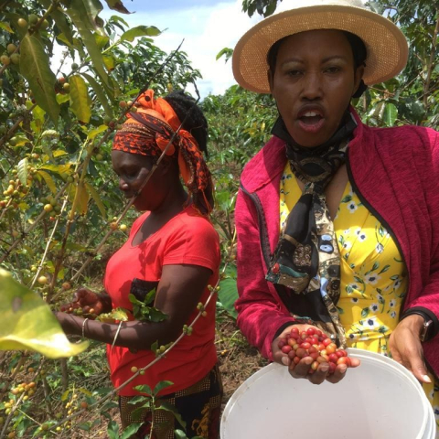 Rwanda Kinini Women 1kg - Cafea de specialitate DROPSHOT [1]