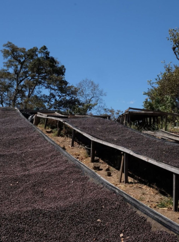 Guatemala Las Gardenias 250g - Cafea de specialitate DROPSHOT [2]