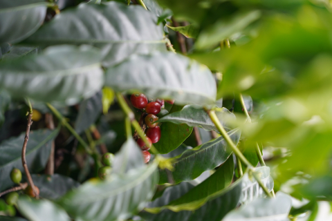 Costa Rica San Isidro 1kg - Cafea de specialitate DROPSHOT [2]